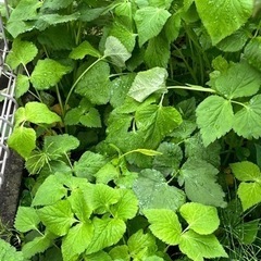 三つ葉、菊芋、オカワカメ苗あります④