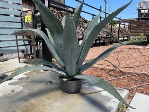 特大⚠️アメリカーナ【無人販売】