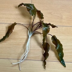 水草【クリプトコリネ フラミンゴ🦩】〜シュリンプ水槽にピッタリ❗...