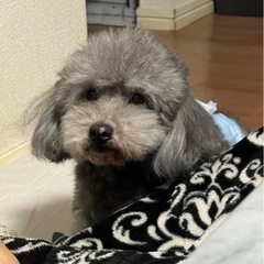 キャンセルになり再投稿 