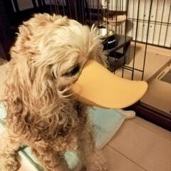 ワンちゃん無駄吠え防止　口輪🐶の画像