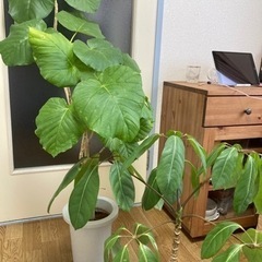 ウンベラータとシュフレラ（？）