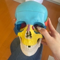 頭蓋骨模型