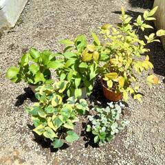 植物 5種 まとめて1000円！