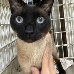 シャム猫銀子さん♪人だいすき🐱