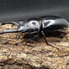 黒ドンキ　黒ドン　ドンキエールハンプイドンキエルコクワガタ　♂♀ペア