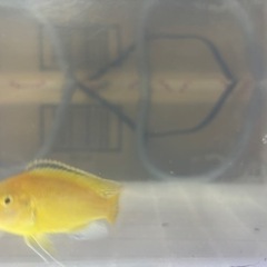 熱帯魚 ラビドクロミス・カエルレウス