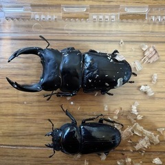 国産オオクワガタのペア②上阿古谷産
の画像