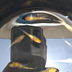 メダカの画像