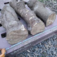 ツゲ　柘植　製材前