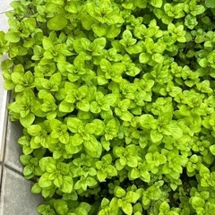 オレガノの画像