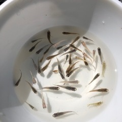 メダカ飼育初めませんか