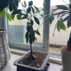 観葉植物：ガジュマル（植木鉢・受け皿セット）【即引渡可能】