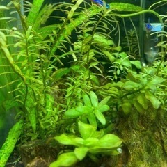 水槽リセット水草水中葉5種類セット