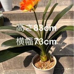 掲載5/6迄！  だるま君子蘭