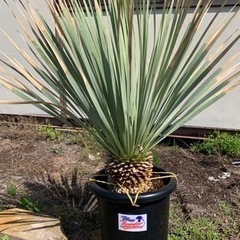 SALE中 ロストラータ ブルーサンダー