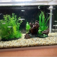 【決まりました】メダカ  一式の画像