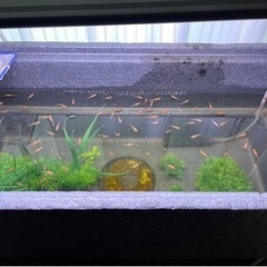 【決まりました】メダカ  一式の画像
