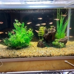 【決まりました】メダカ  一式の画像