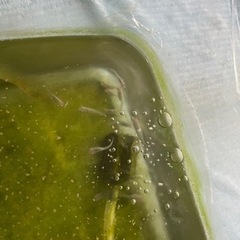 【決まりました】メダカ  一式の画像