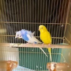 インコちゃん2羽