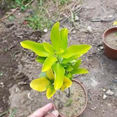黄金マサキ　庭木　生垣