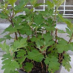 菊の苗　冬至芽

