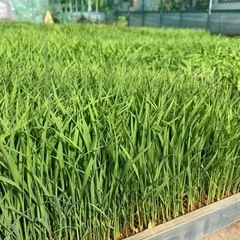 【お取引様決定】水稲苗 (コシヒカリ)の画像