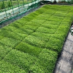 【お取引様決定】水稲苗 (コシヒカリ)