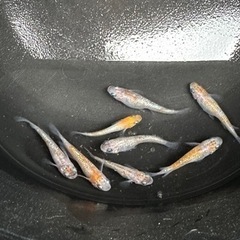 【メダカ】三色系ミックス 10匹