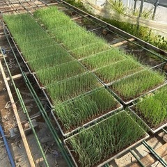 出荷用のねぎ苗