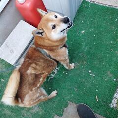 時間なくって.さびい.かわいそう - 犬