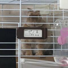 うさぎ ミニレッキス
