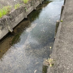 No,3#水生昆虫　#ゲンゴロウ