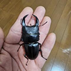山梨県のオオクワガタの中古が安い！激安で譲ります・無料で