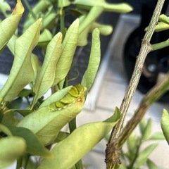 アゲハチョウの幼虫　柑橘系の若葉ください