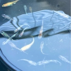 メダカMIXの画像