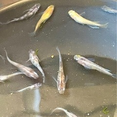 メダカMIXの画像