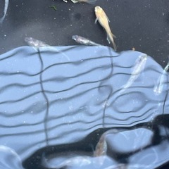 メダカMIXの画像