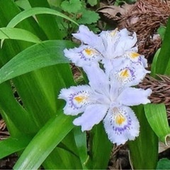 シャガの苗