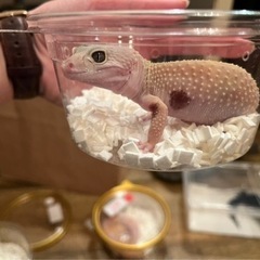 レオパ マーフィーパターンレス メス レオパードゲッコー ヒョウ...