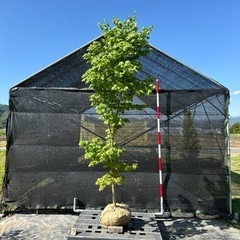 コハウチワカエデの画像