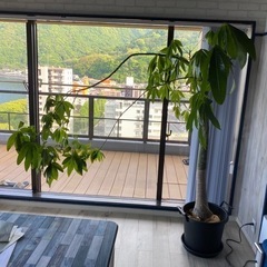 パキラ　観葉植物