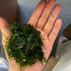 （水草）南米ウィローモス（水中葉）（無農薬）の画像