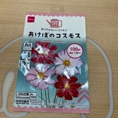 コスモスの種、お花