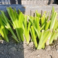 水仙の球根