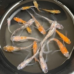 松井ヒレ長三毛猫　メダカ　種親クラス+稚魚〜若魚　計17匹セット 