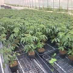 ミニトマトのポット苗　の画像