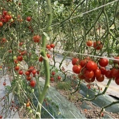 ミニトマトのポット苗　の画像