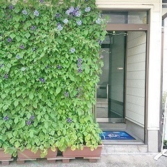 アサガオ苗5本セットグリーンカーテンにの画像